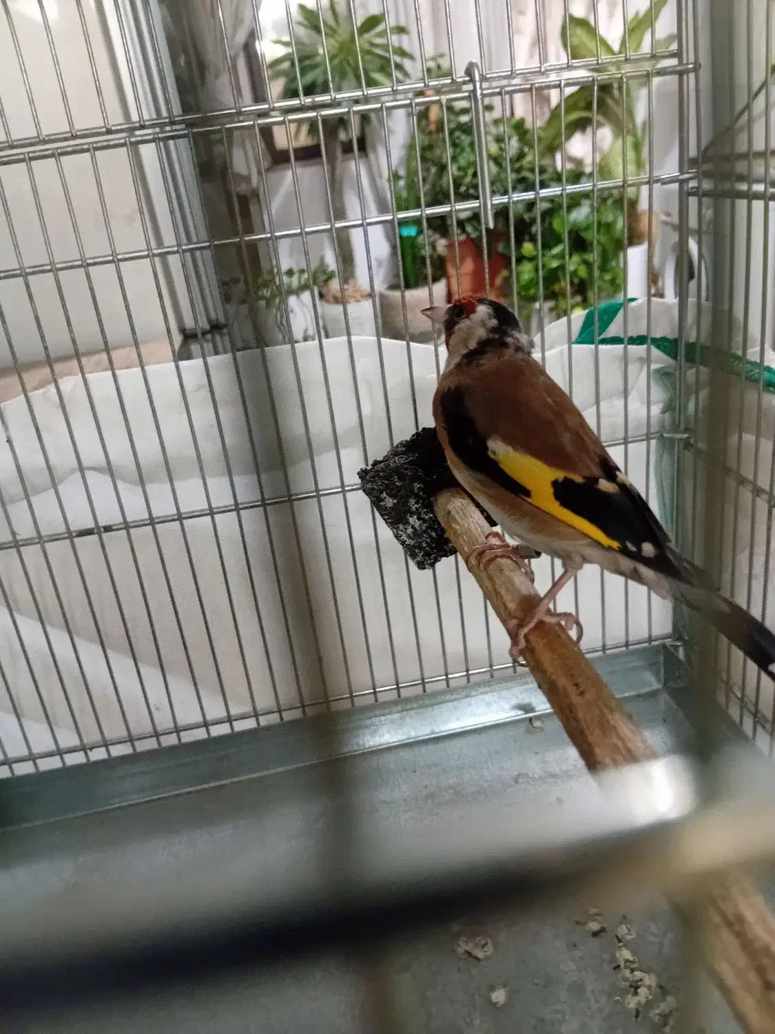 سهره نرجوجه قفس|پرنده|پاکدشت, پاکدشت (مامازند)|دیوار