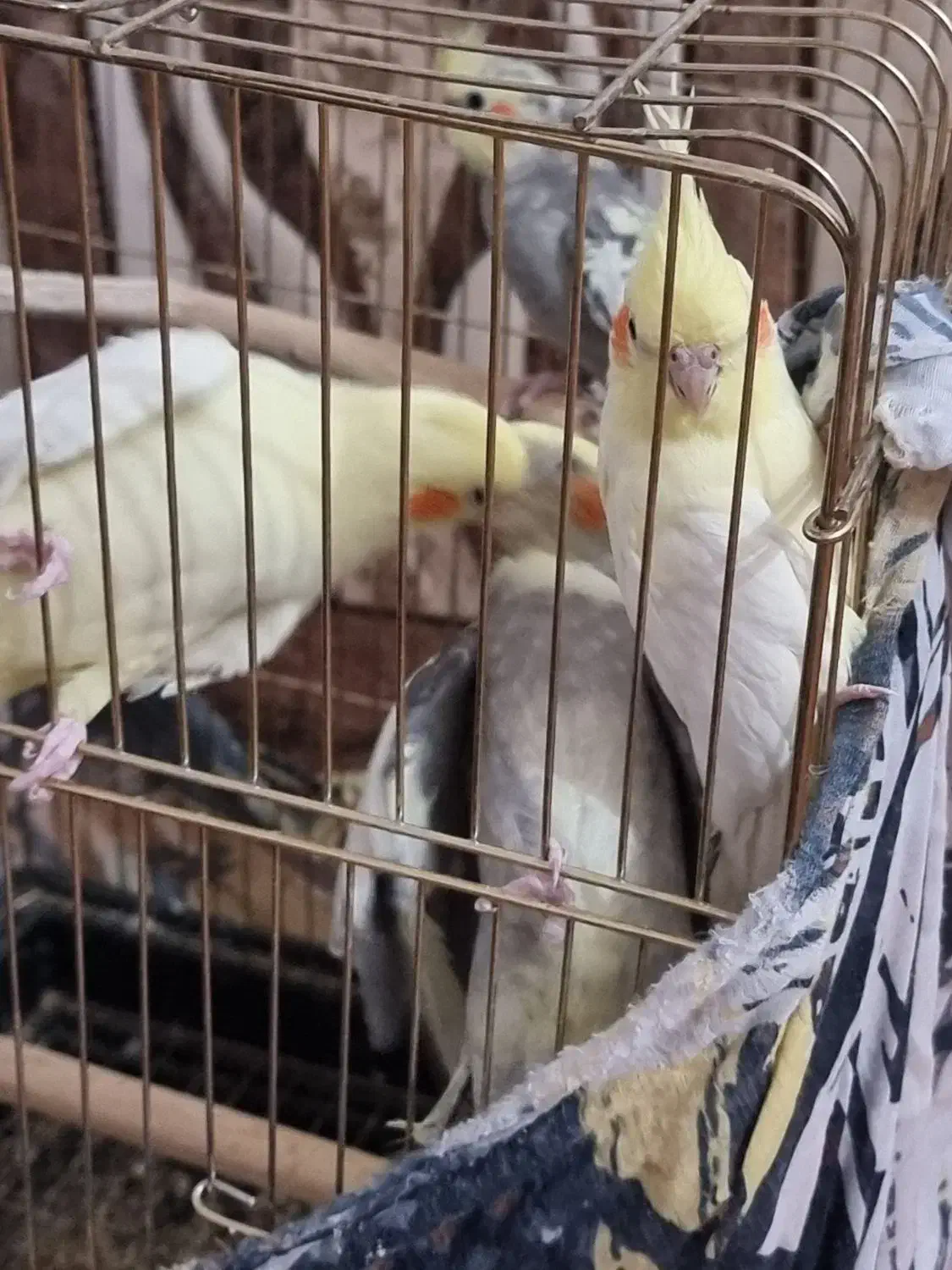 عروس هلندی|پرنده|لار, |دیوار