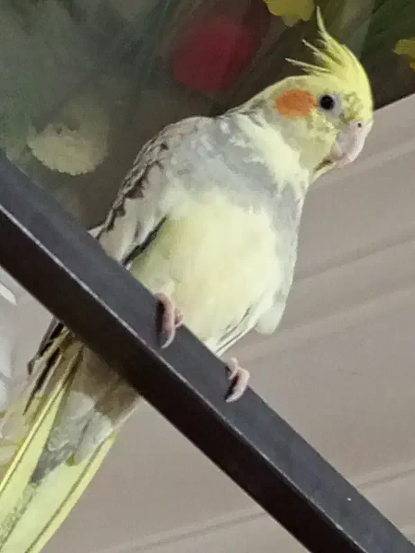 عروس هلندی نوجوان|پرنده|گنبکی, |دیوار