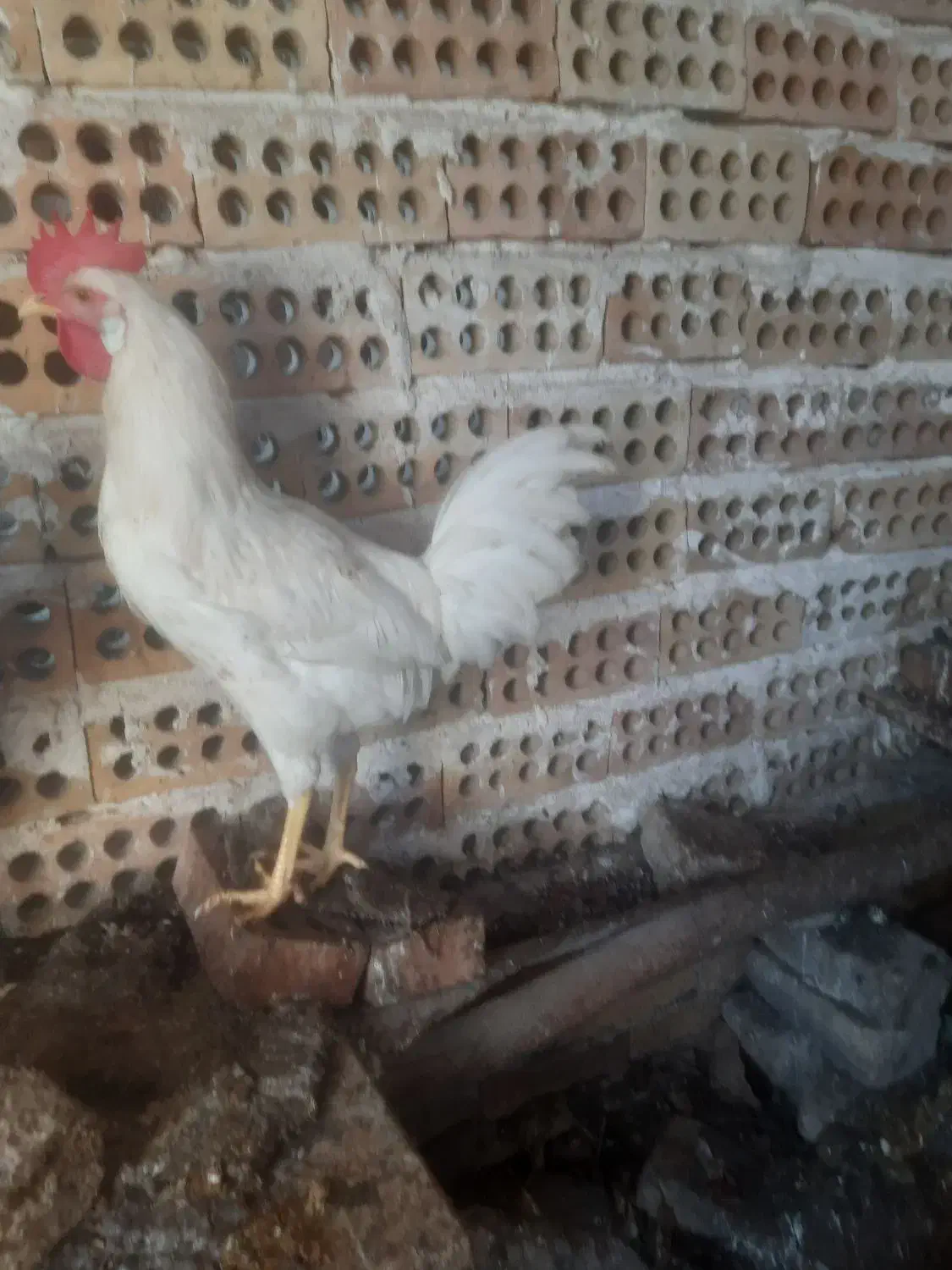 خروس ۴عدد|حیوانات مزرعه|مینودشت, |دیوار