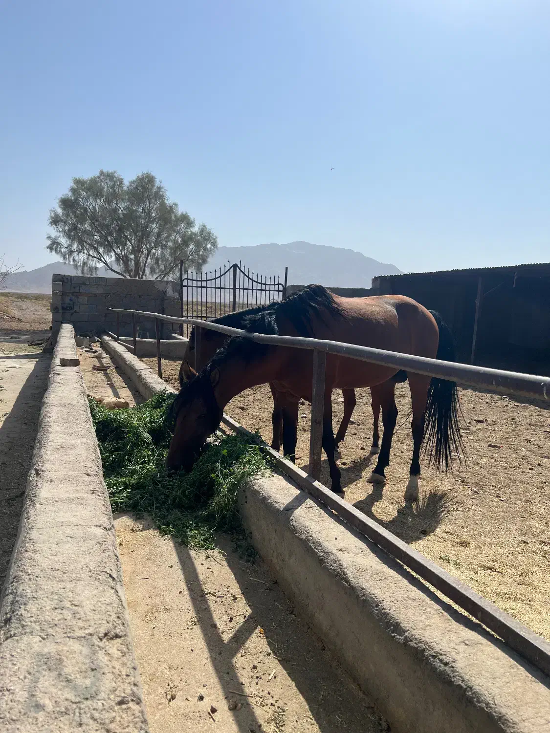 اسب سواری ، حیوانات، مزرعه|اسب و تجهیزات اسب‌سواری|زاهدان, |دیوار