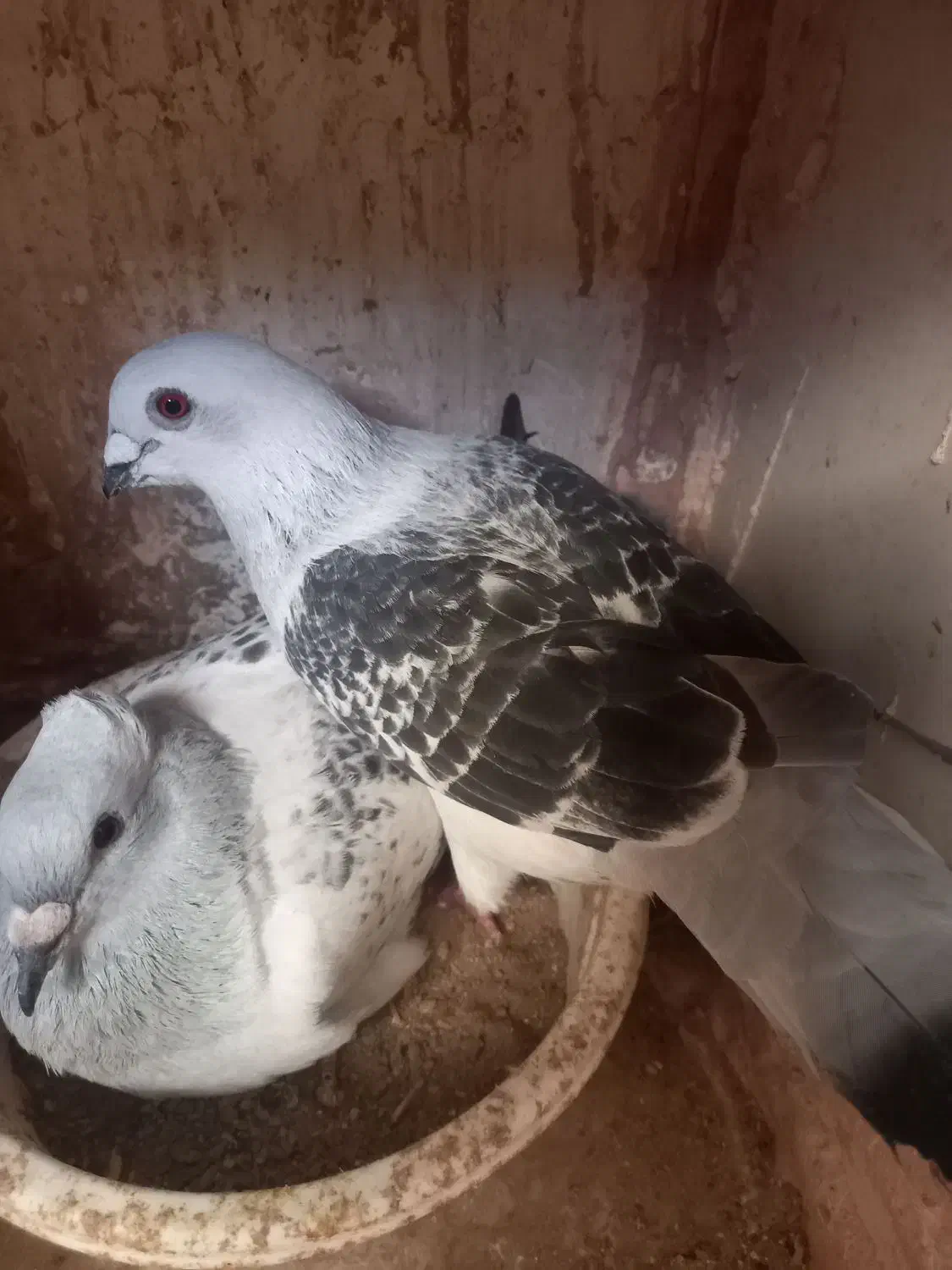 کفتر|پرنده|اسفراین, |دیوار