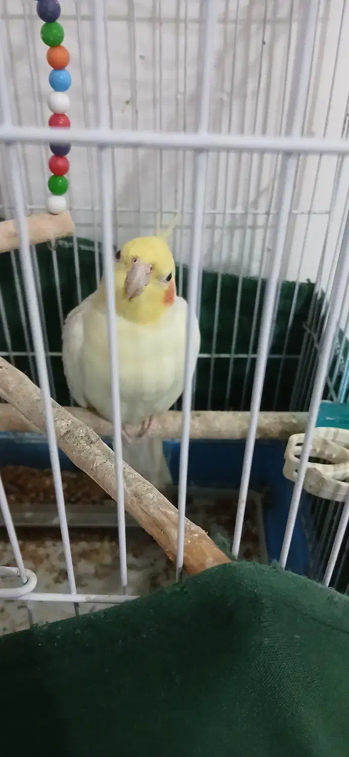 عروس هلندی|پرنده|فومن, |دیوار