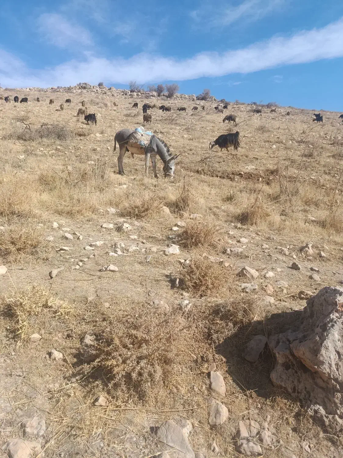 خر گله ای|حیوانات مزرعه|سپیدان, |دیوار