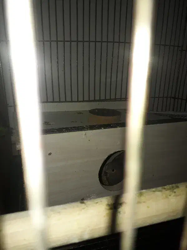 عروس هلندی سخن گو|پرنده|مرند, |دیوار