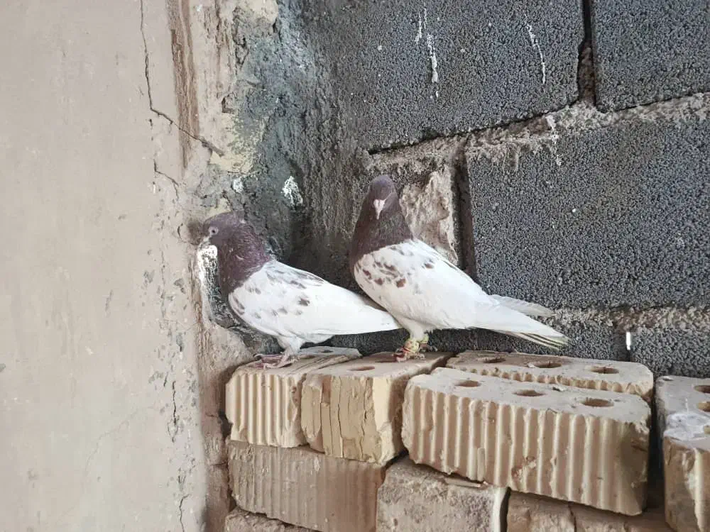 کبوتر|پرنده|مرودشت, ثبت احوال|دیوار