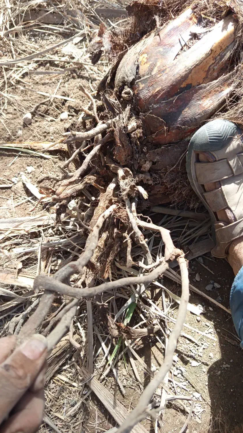 فسیل کلوته|گل و گیاه طبیعی|کهنوج, |دیوار