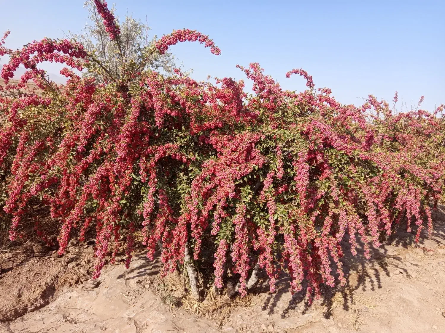 زرشک زیر تالاری و پفکی|خوردنی و آشامیدنی|قائن, |دیوار