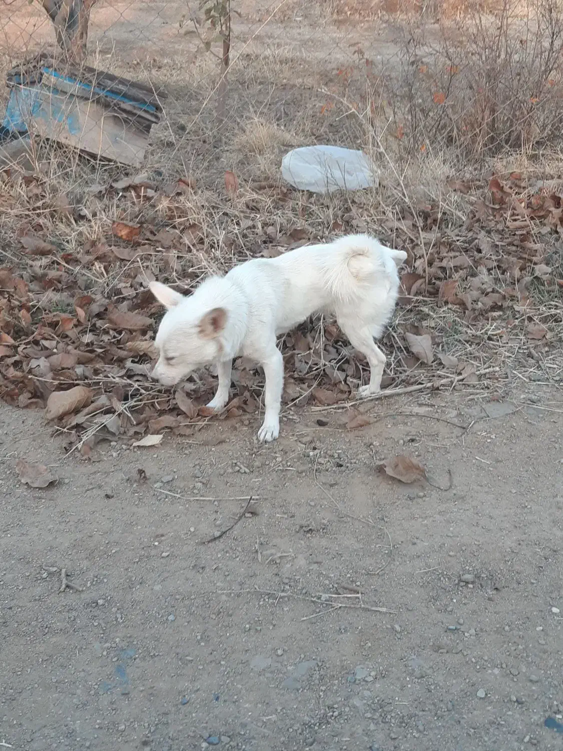 یک عدد پاکوتاه نر دوساله نژاد فیندو سرابی دم فر|سگ|اهر, |دیوار