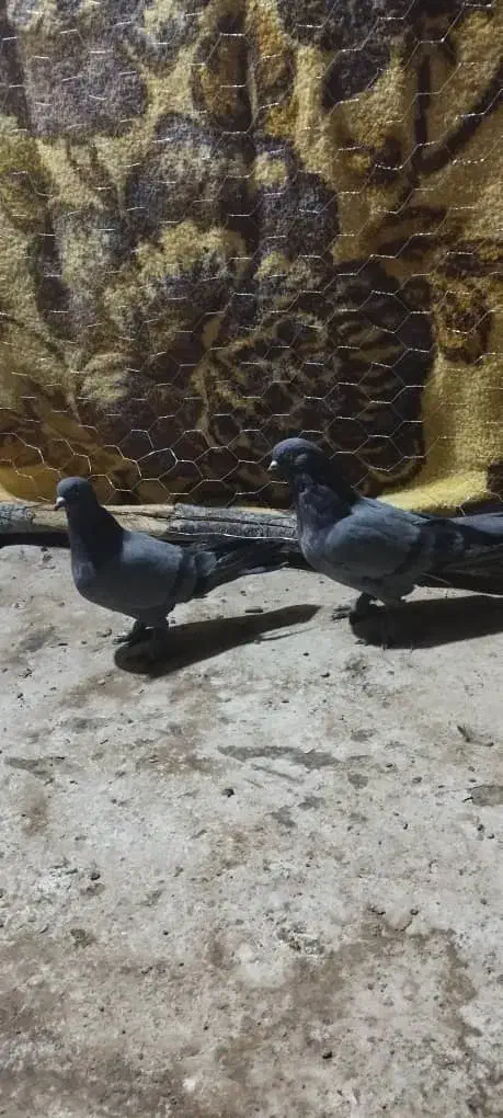 یک جفت سبز هما پرپا|پرنده|ریگان, |دیوار