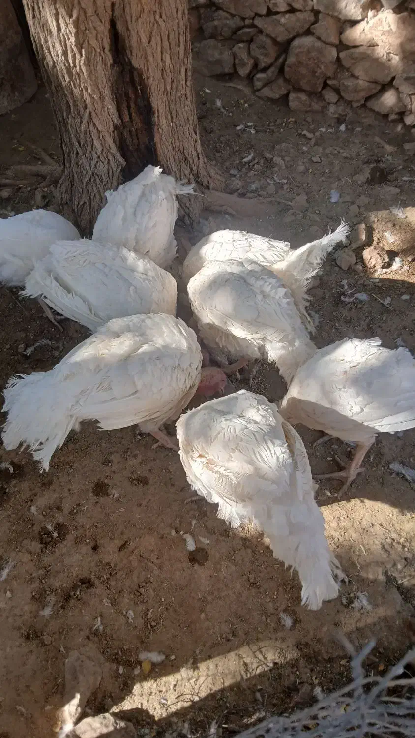 بوقلمون|حیوانات مزرعه|بیستون, |دیوار