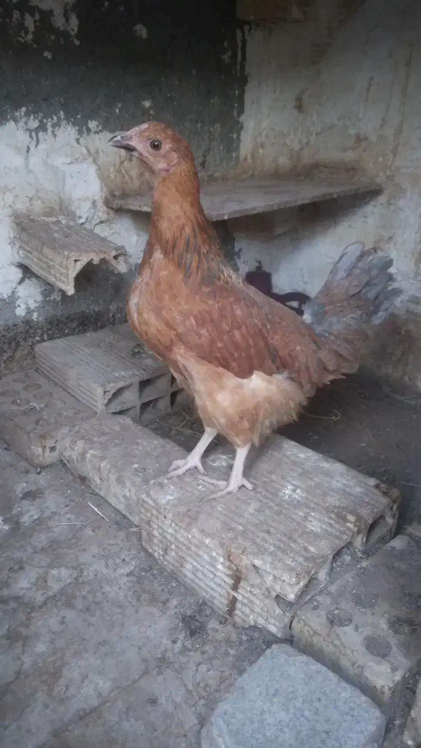 ۱عدد جوجه مرغ ۳ماهه ۱عدد خروس ۵ماهه سیاه|حیوانات مزرعه|مشهد, سجادیه|دیوار