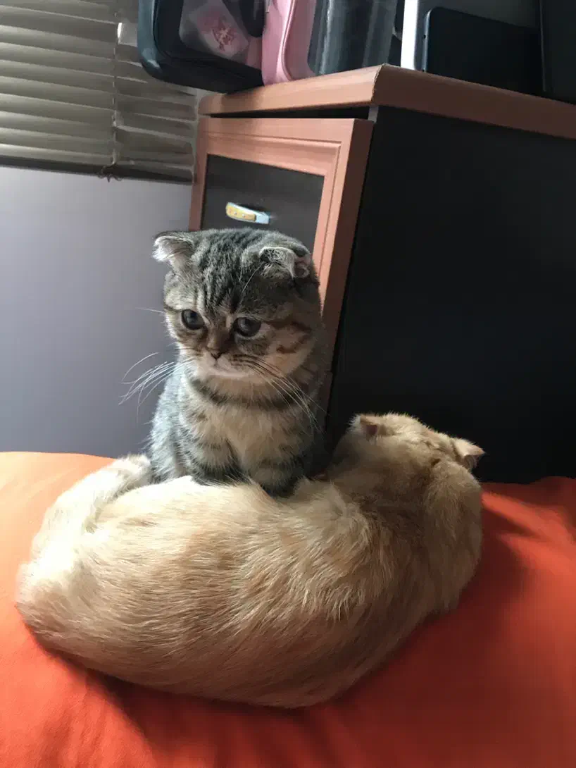 گربه اسکاتیش|گربه|رشت, پل تالشان|دیوار