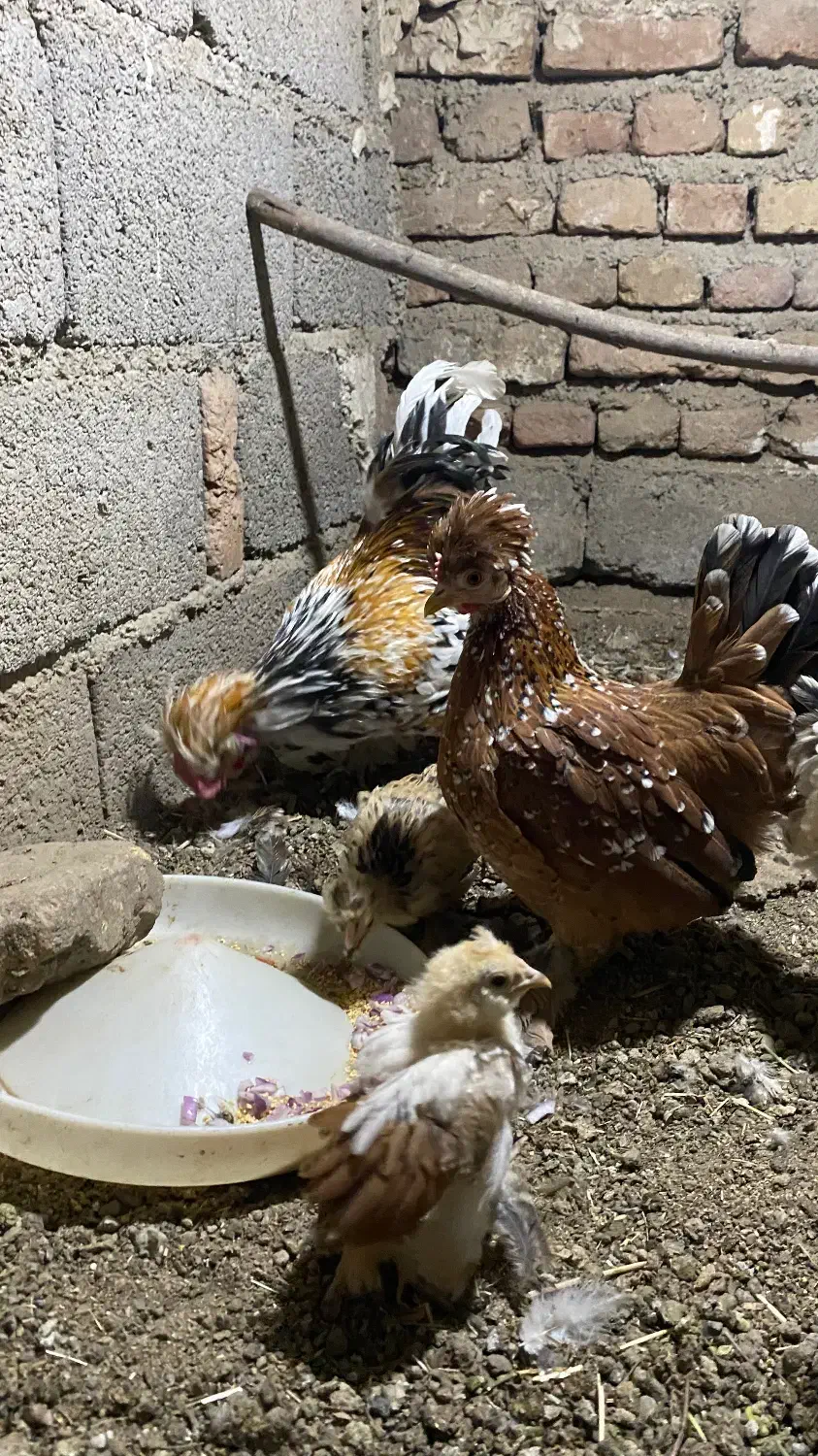 تخم نطفه دار پاکوتاه|حیوانات مزرعه|نوشین شهر, |دیوار