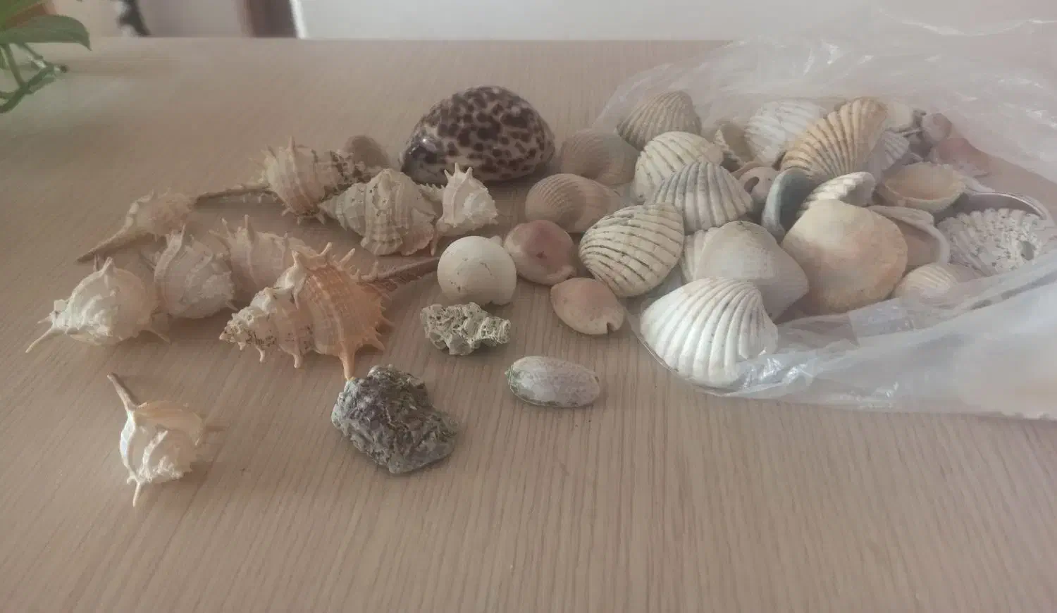 صدف زیبا ورنگی|ماهی|اصفهان, پوریای ولی|دیوار