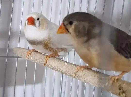 فروش فنچ کینگ|پرنده|بندرعباس, |دیوار