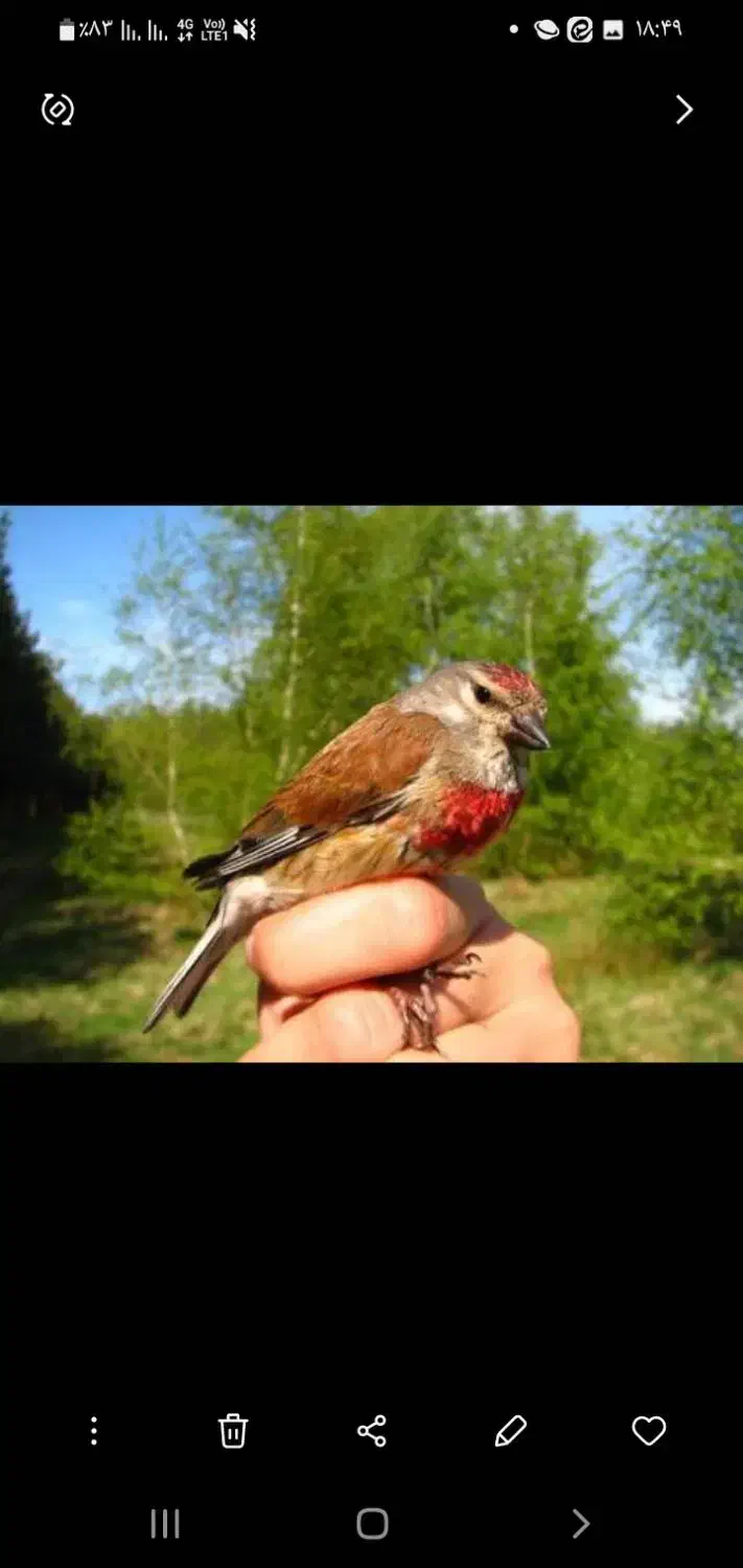 سهره جنگلی،ببری،زرد پره،سینه سرخ،معاوضه|پرنده|اصفهان, احمدآباد|دیوار