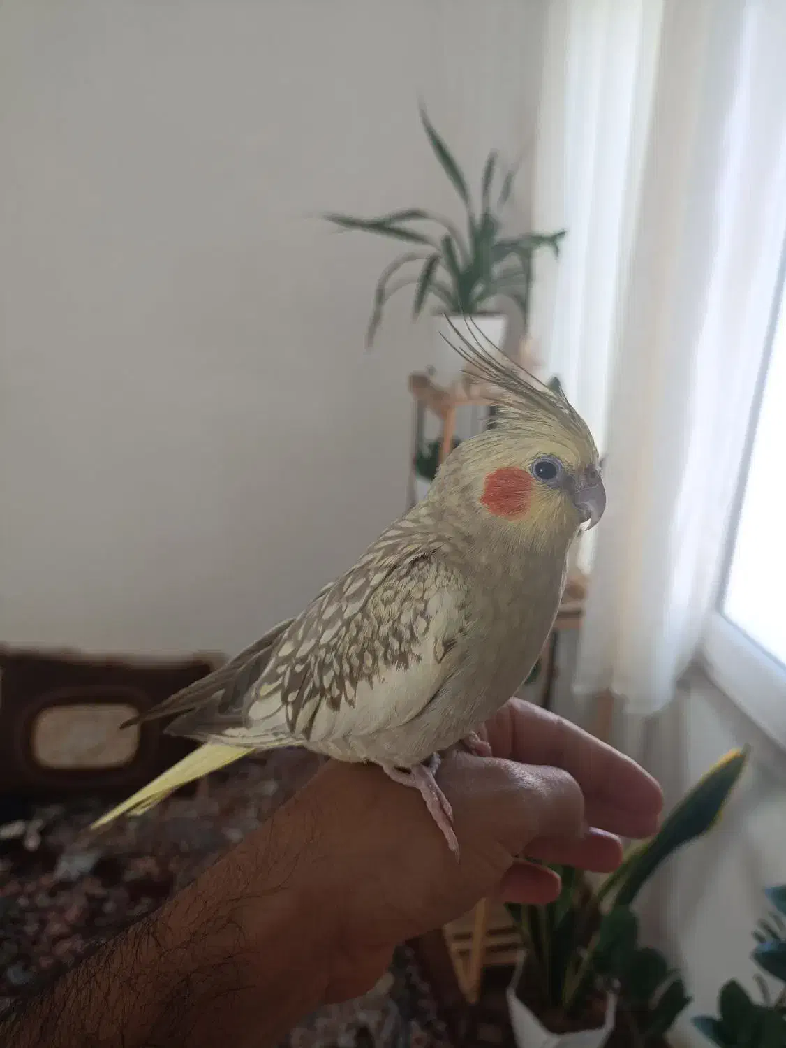 گمشده|حیوانات|بوشهر, |دیوار