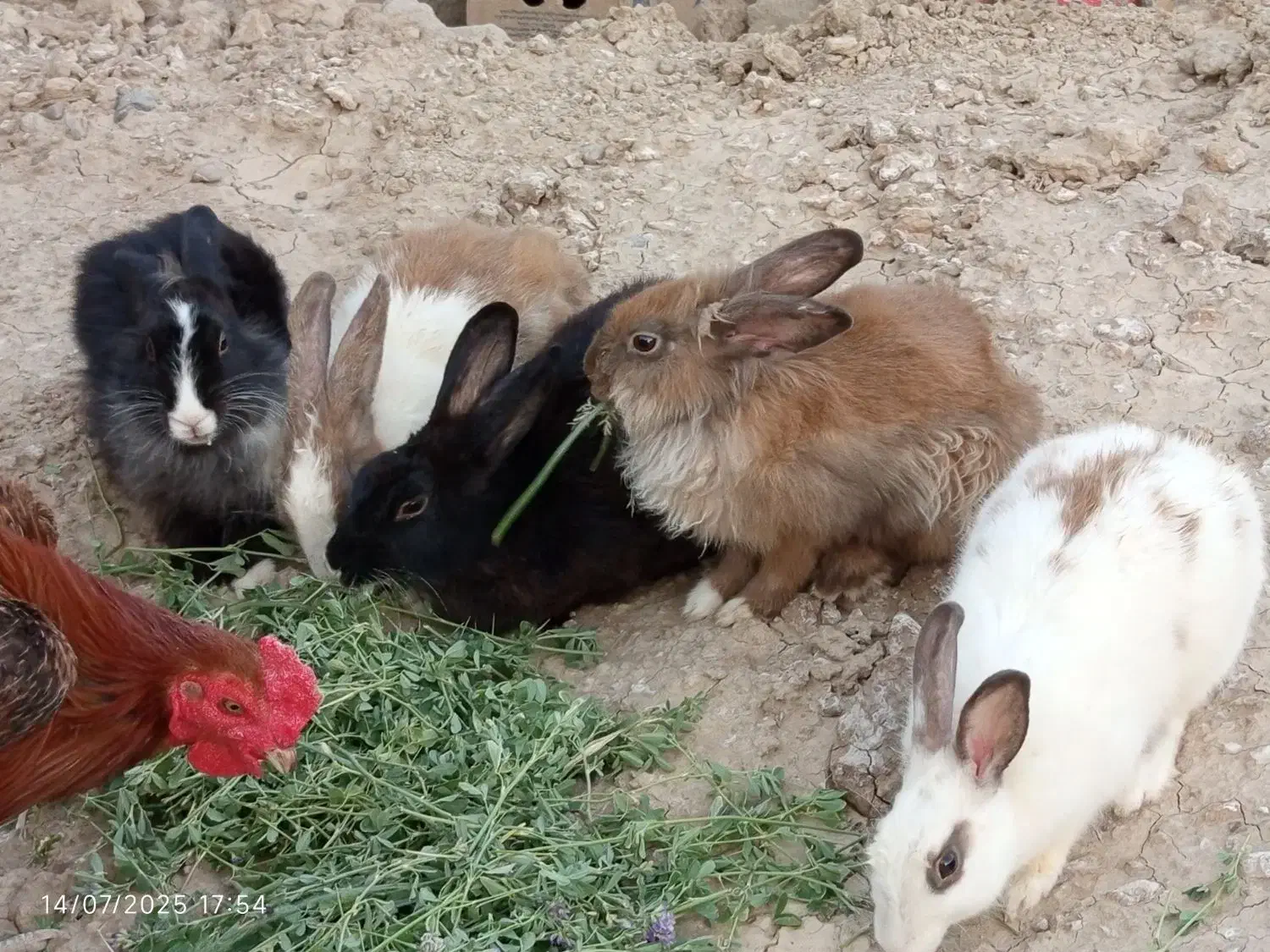 خرگوش نر و ماده|موش و خرگوش|زهک, |دیوار