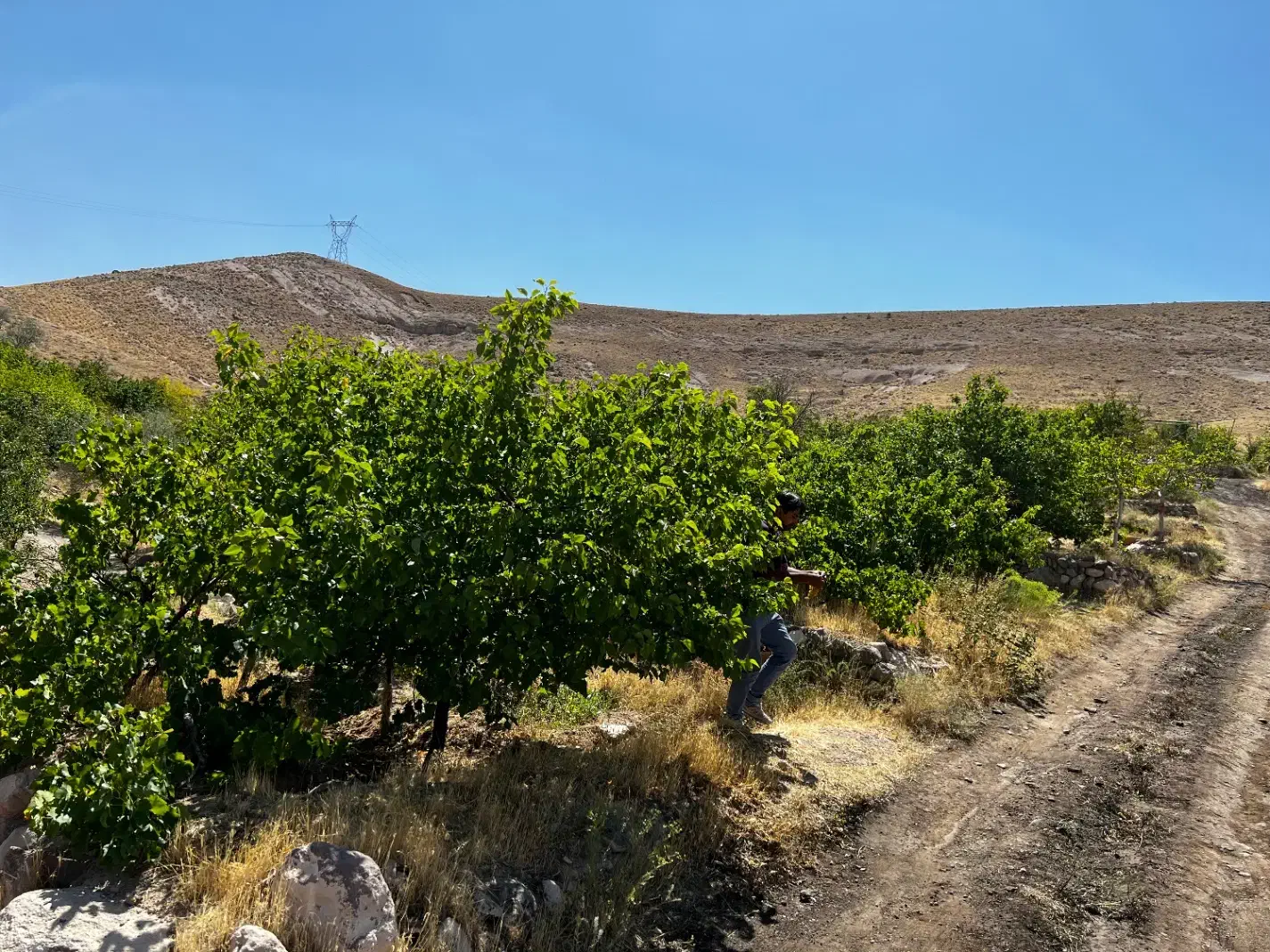 باغ عالی با ویو خاص در اسکو|فروش خانه و ویلا|اسکو, |دیوار