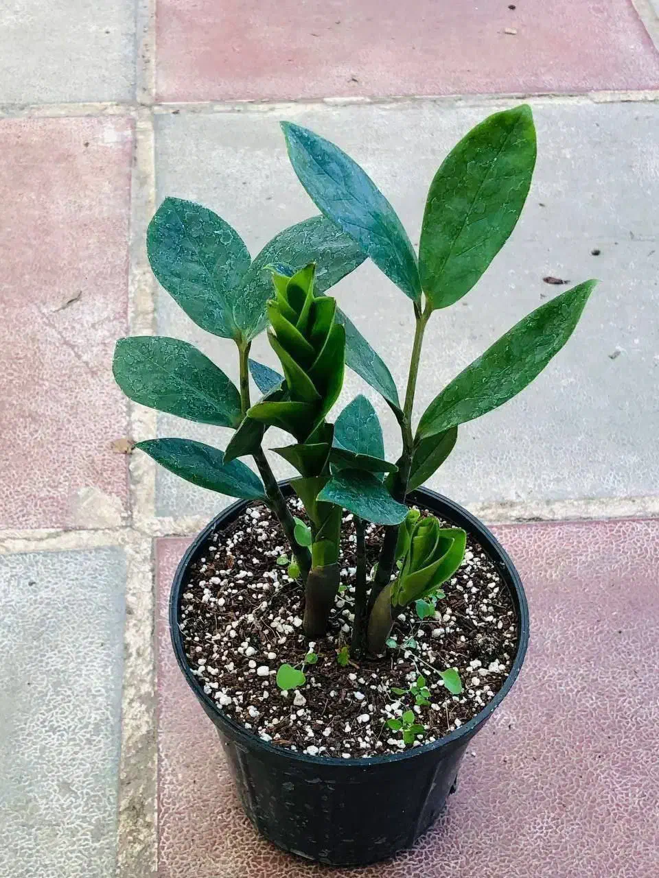 گل هدیه ویژه روز مادر|گل و گیاه طبیعی|قدس, شهر‌قدس|دیوار