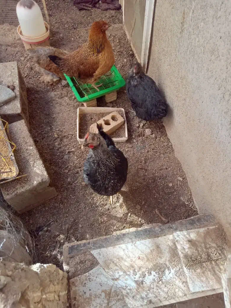 مرغ تخمگذار|حیوانات مزرعه|اقلید, |دیوار