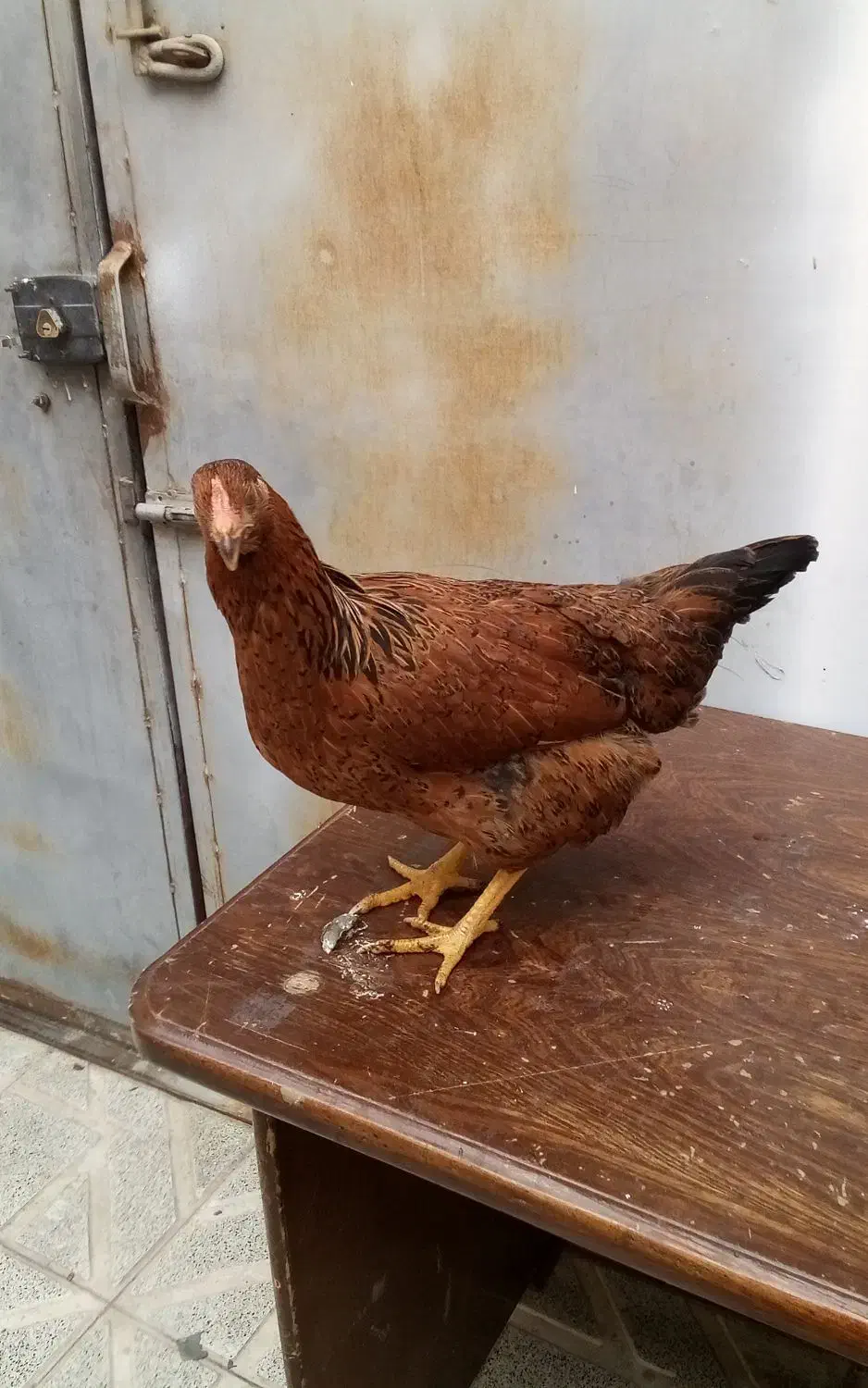 مرغ و خروس خانه گی|حیوانات مزرعه|مشهد, انصار|دیوار