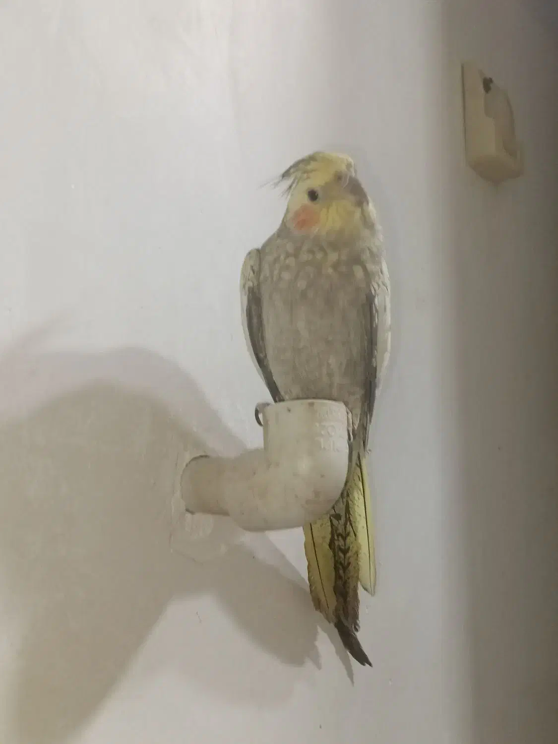 10000000|پرنده|گتوند, |دیوار