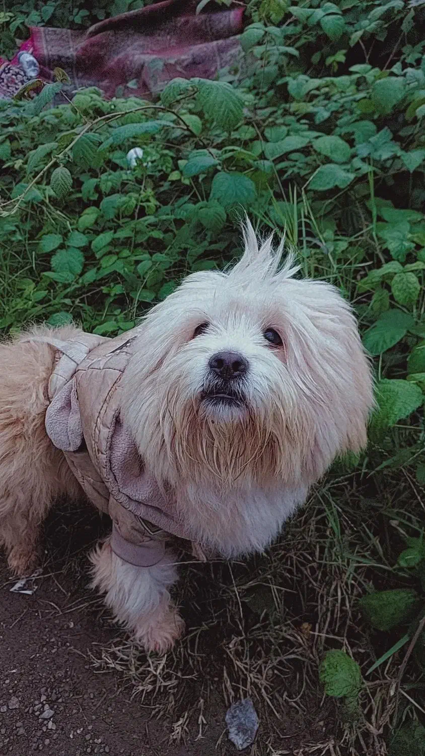 واگذاری شیتزو نر رایگان|سگ|رشت, اسماعیل آباد|دیوار