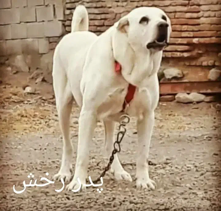 سگ‌ سراب|سگ|دهگلان, |دیوار