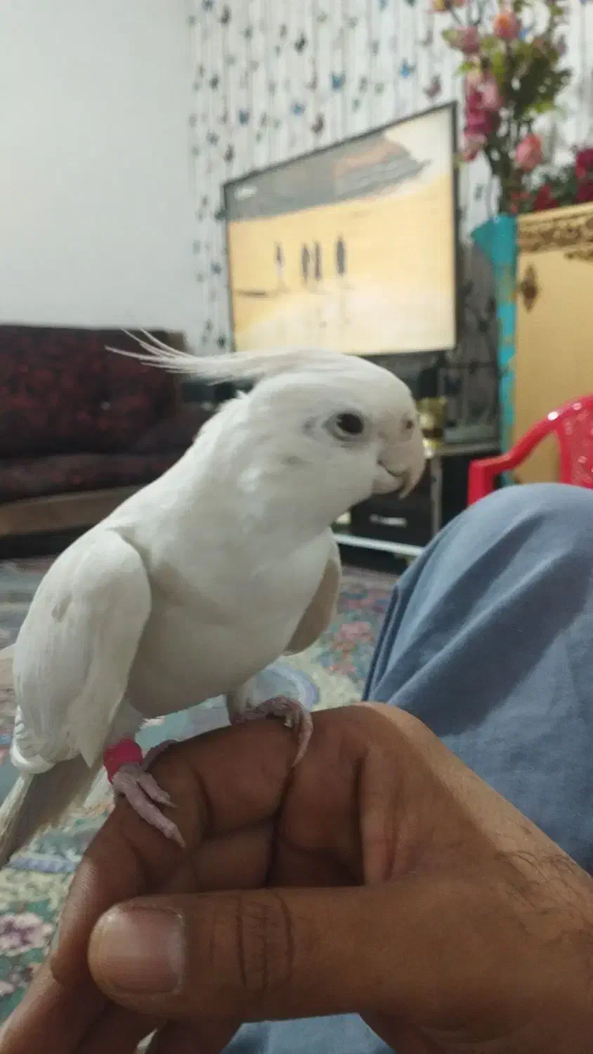 آلبینو نر سخنگو رام|پرنده|سراوان, |دیوار