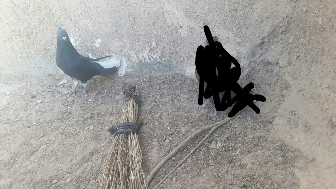 نرزاغ دم سفید|پرنده|بیرجند, |دیوار