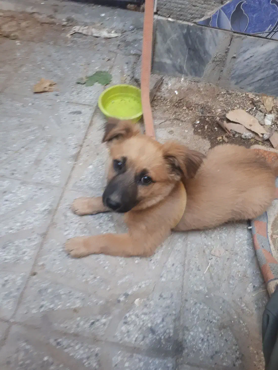 توله سگ نر پاکوتاه شناسنامه دار۲۵۰۰۰۰۰|سگ|بروجرد, |دیوار