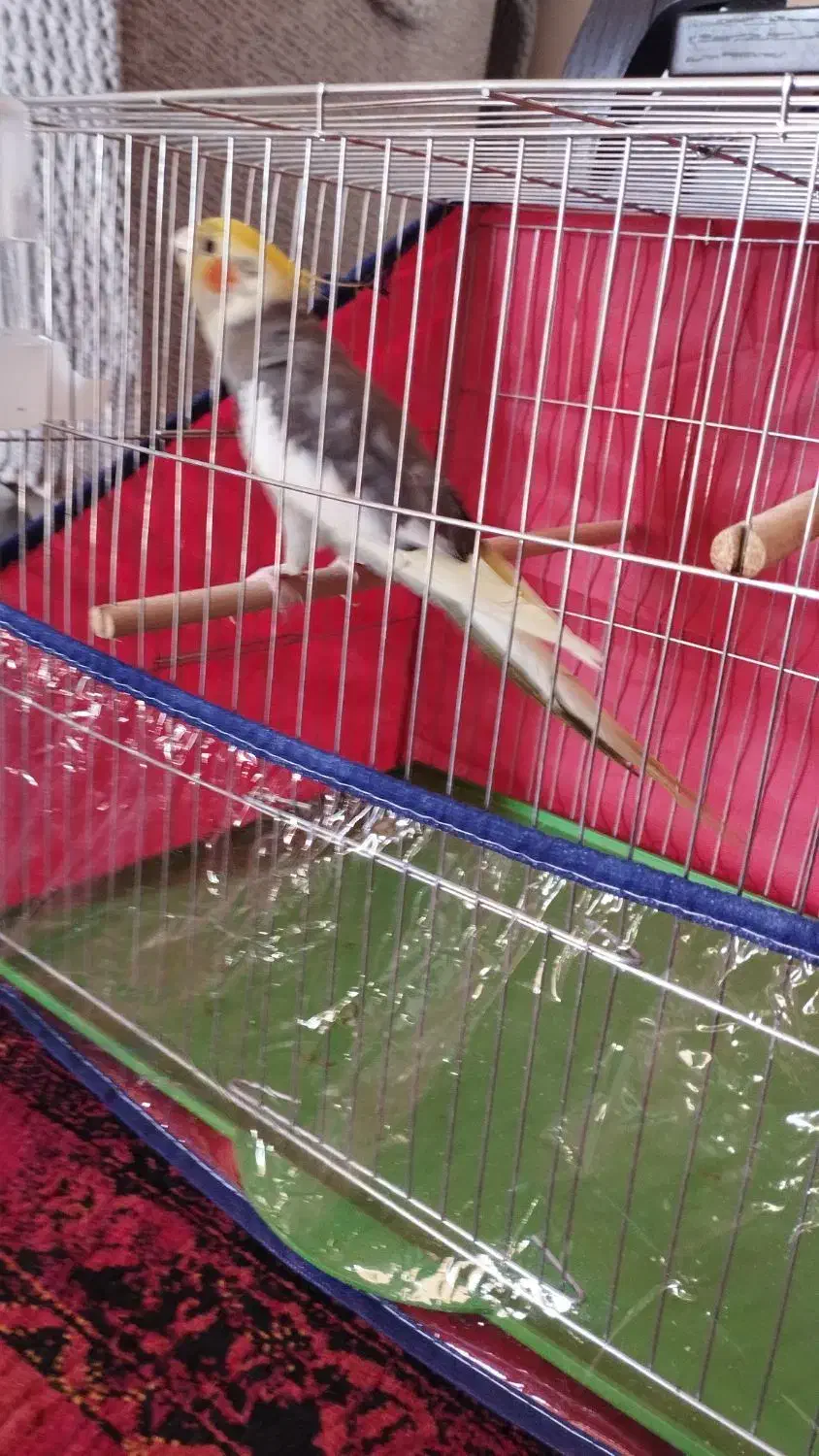 2تا عروس نر|پرنده|بندرعباس, |دیوار