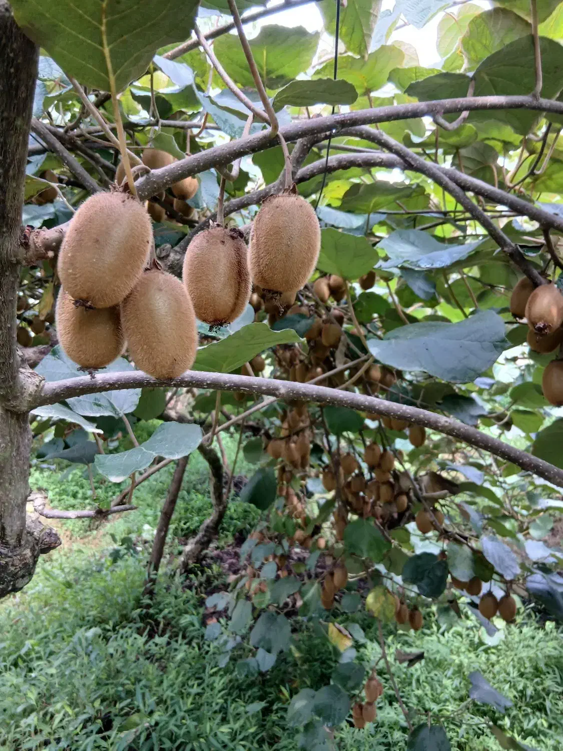 فروش عمده کیوی|عمدهفروشی|لاهیجان, لیل|دیوار