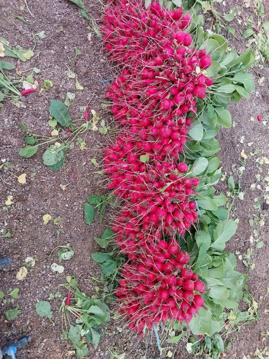 اجاره زمین کشاورزی موسیری|اجارهٔ دفتر صنعتی، کشاورزی، تجاری|داران, |دیوار