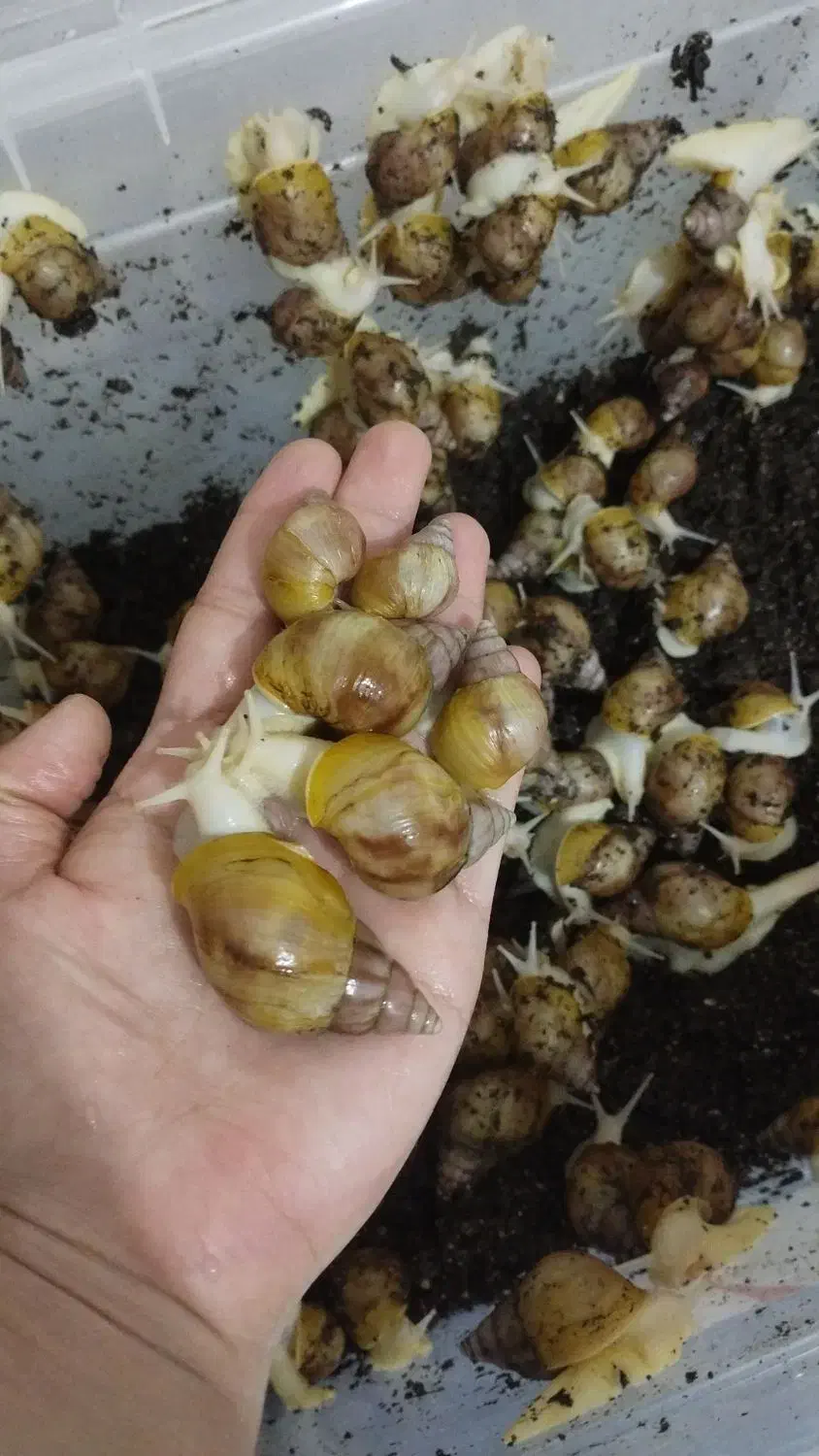 فروش حلزون آلبینو طبی|آرایشی، بهداشتی، درمانی|ماکو, |دیوار