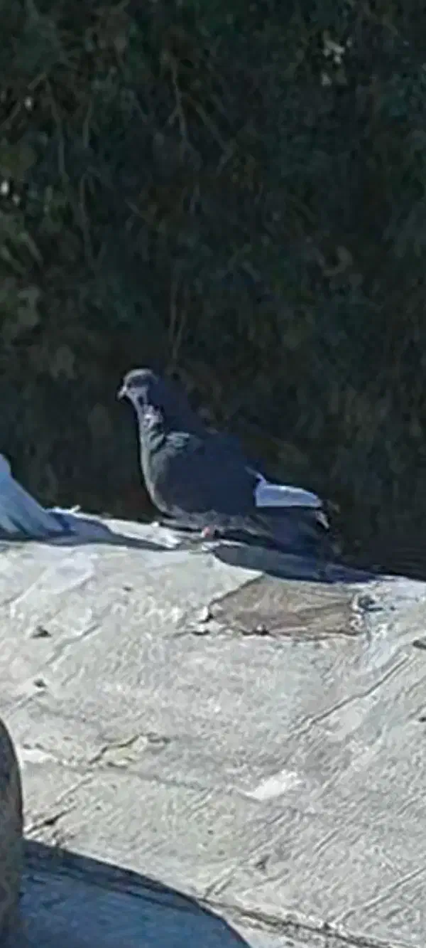 کبوتر زاق|پرنده|سرپل ذهاب, |دیوار