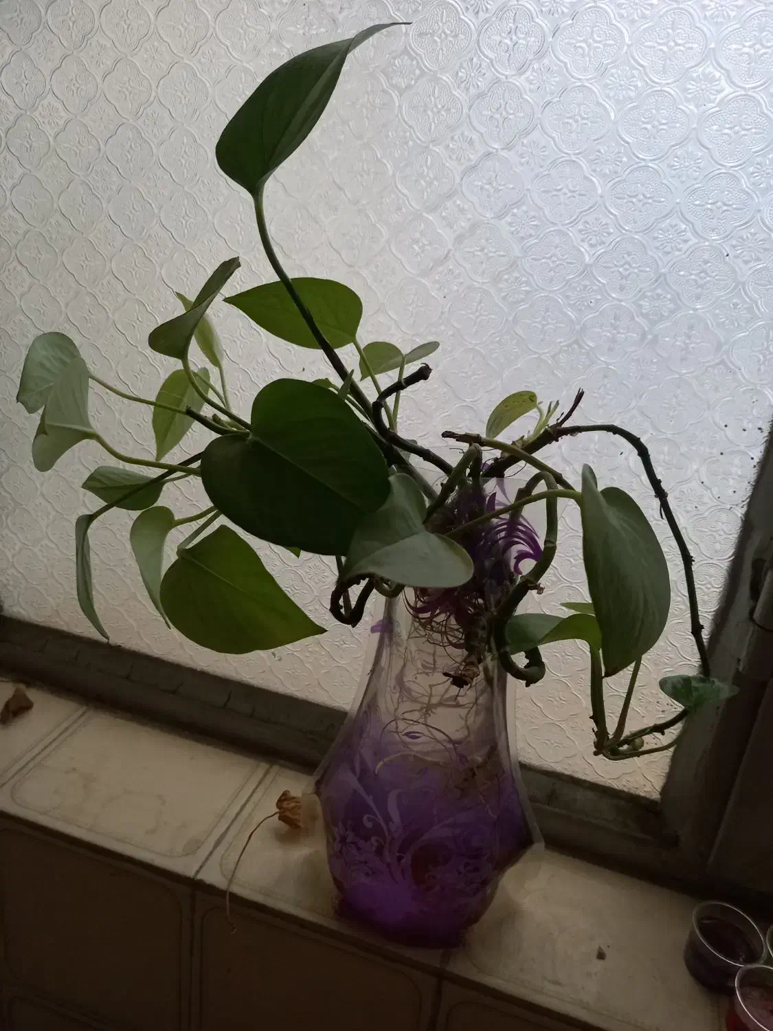 گلدان گل|گل و گیاه طبیعی|بیرجند, |دیوار