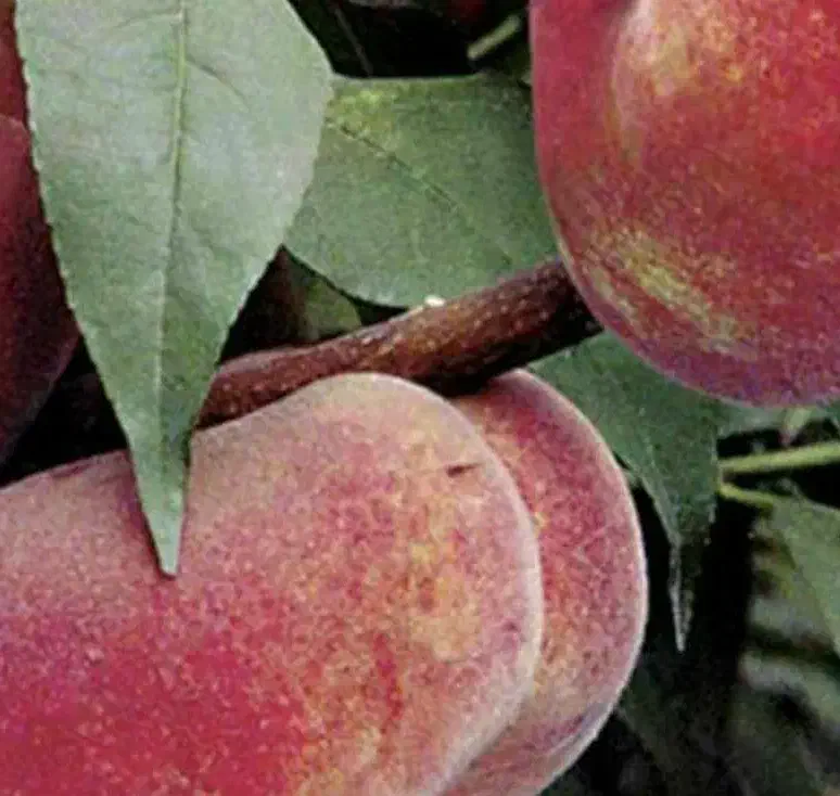 نهال هلو انجیری خونی بصورت پیشفروش|خدمات باغبانی و درختکاری|فردوس (خراسان), |دیوار