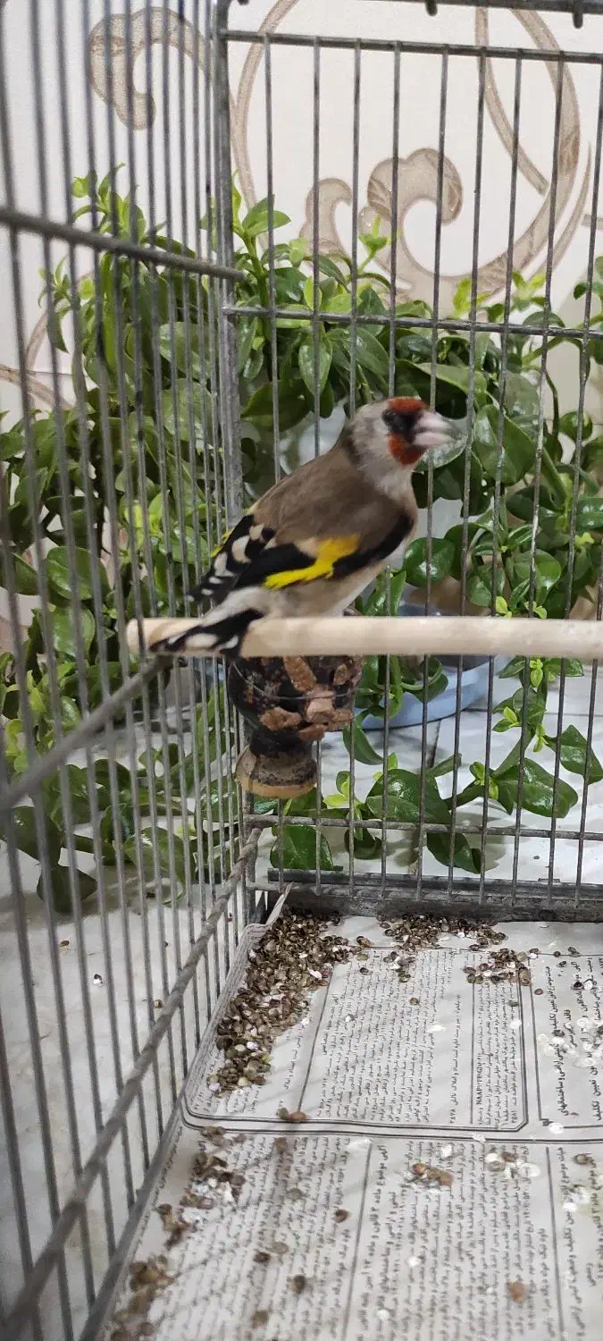 سهره دورگ ماده|پرنده|الوند, |دیوار