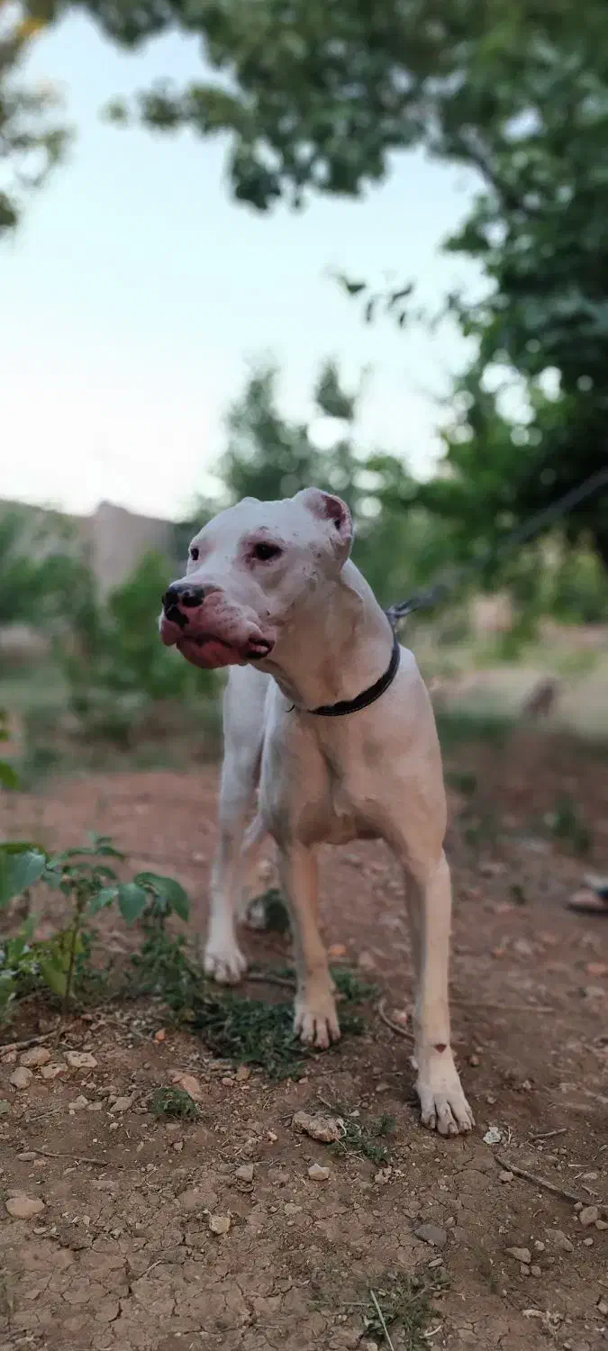 سگ داگو|سگ|ایلام, |دیوار