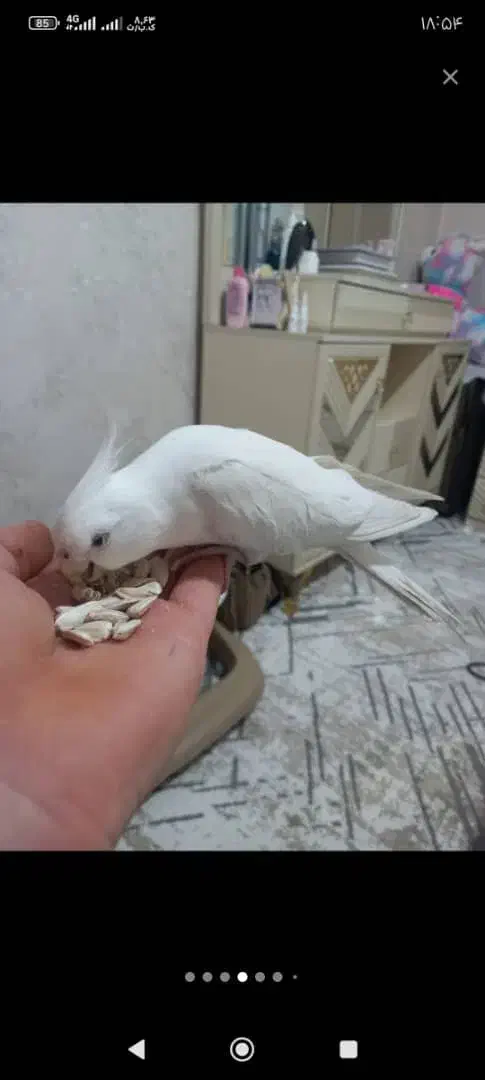 عروس هلندی گم شده|حیوانات|لولمان, |دیوار