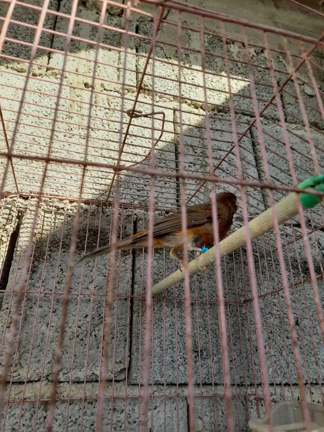 4تا قناری نر مست شلاغی و یه ماده مست ابپخش|پرنده|بوشهر, |دیوار