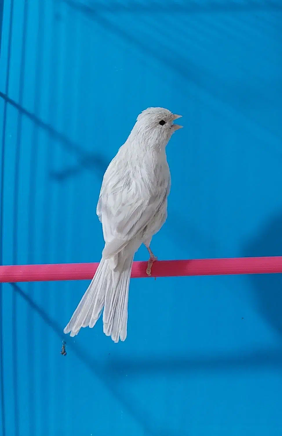 قناری سیلور نقره ای|پرنده|لاهیجان, لیالستان|دیوار