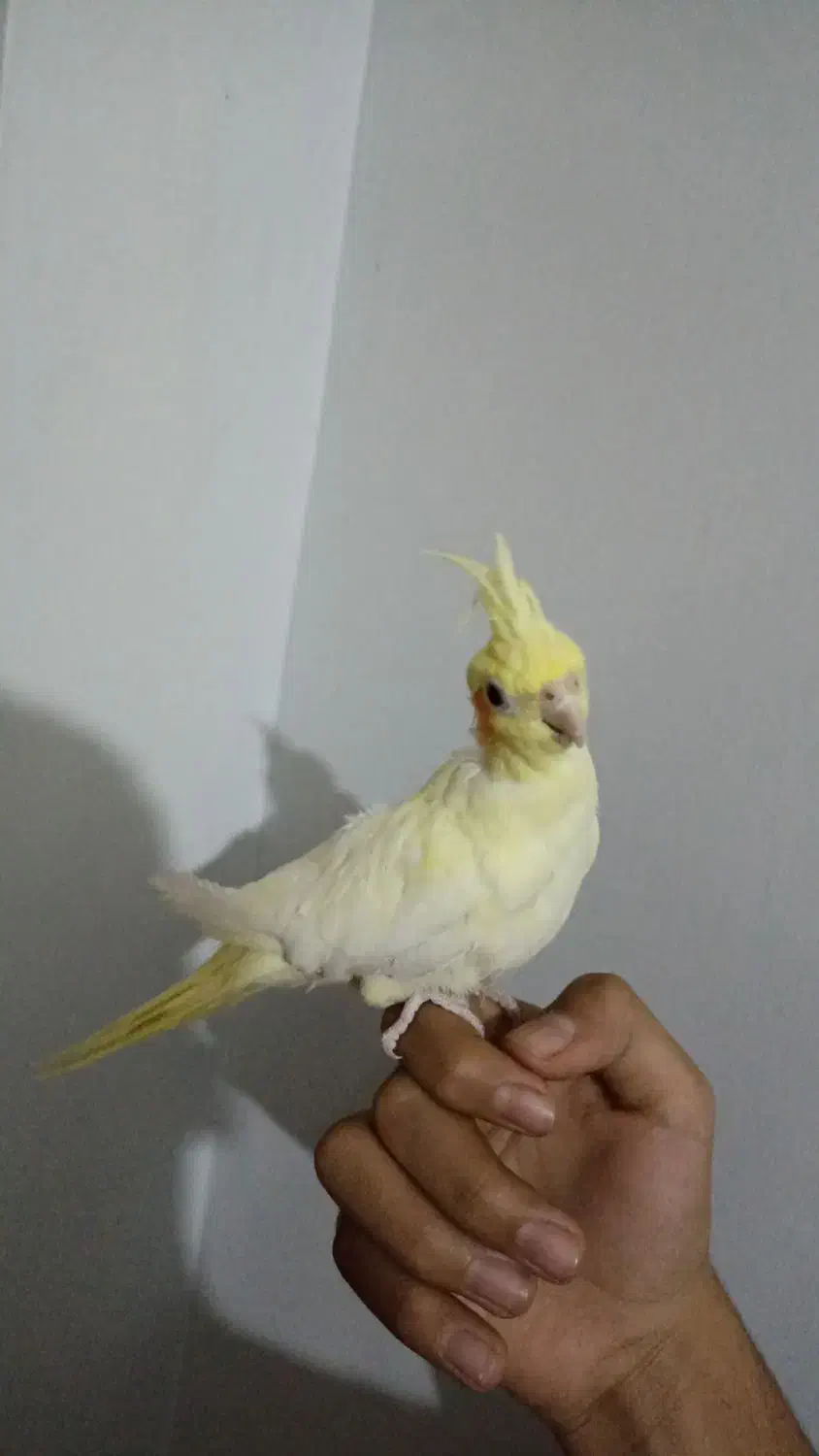 عروس هلندی|پرنده|احمدآبادمستوفی, |دیوار