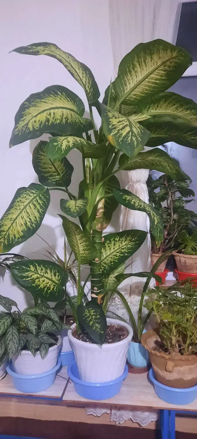 گل دیفن باخیا و بئش بارماق بزرگ|گل و گیاه طبیعی|صوفیان, |دیوار