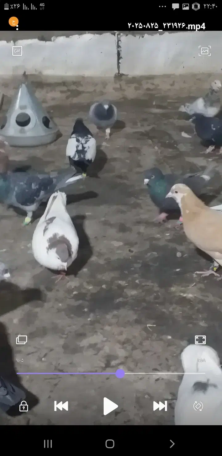 حیون گمشده هرکی گرفته خریدارم|حیوانات|قوچان, |دیوار