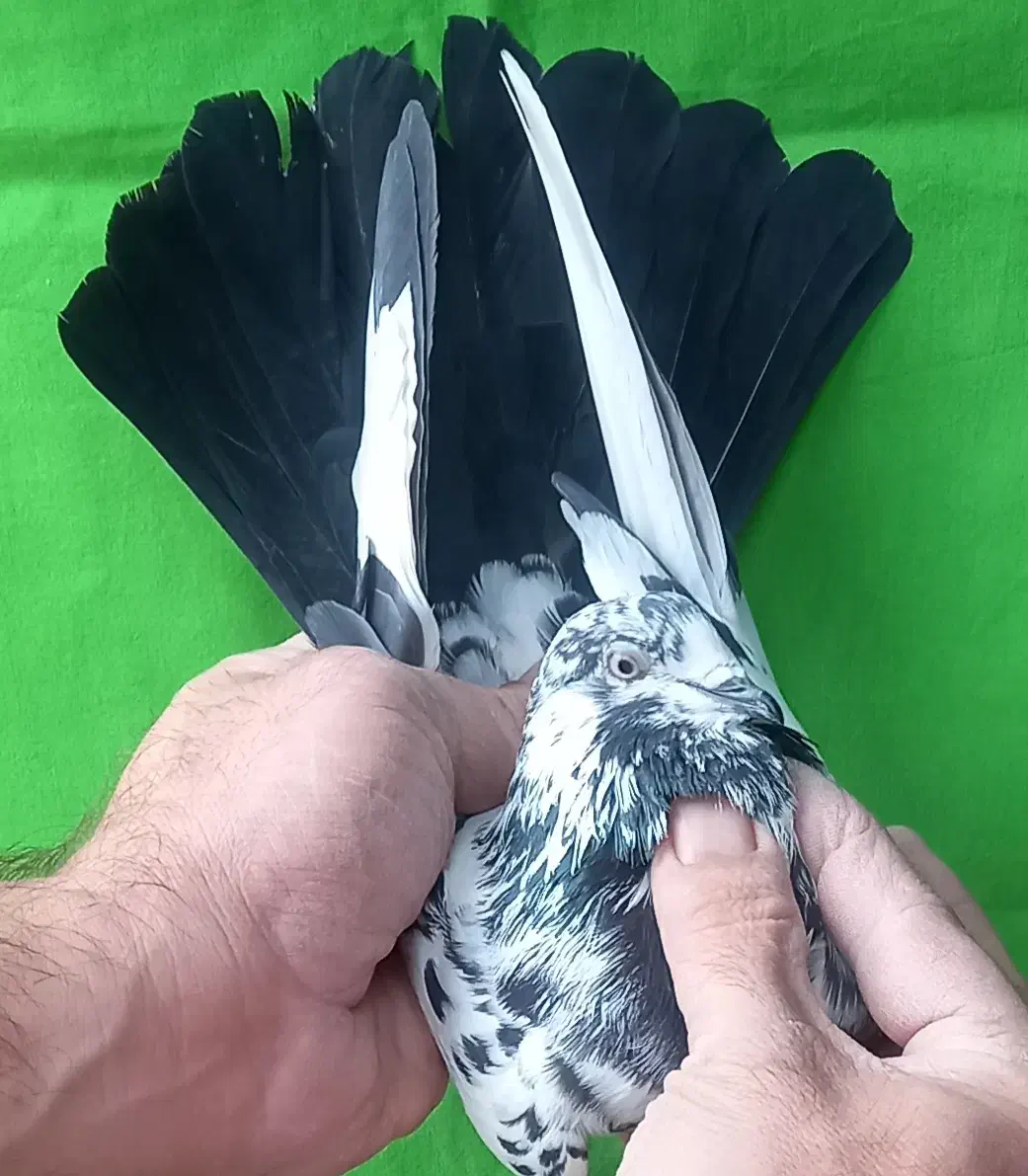 ۵طوق قاره یک فقط یکجا|پرنده|تهران, مولوی|دیوار