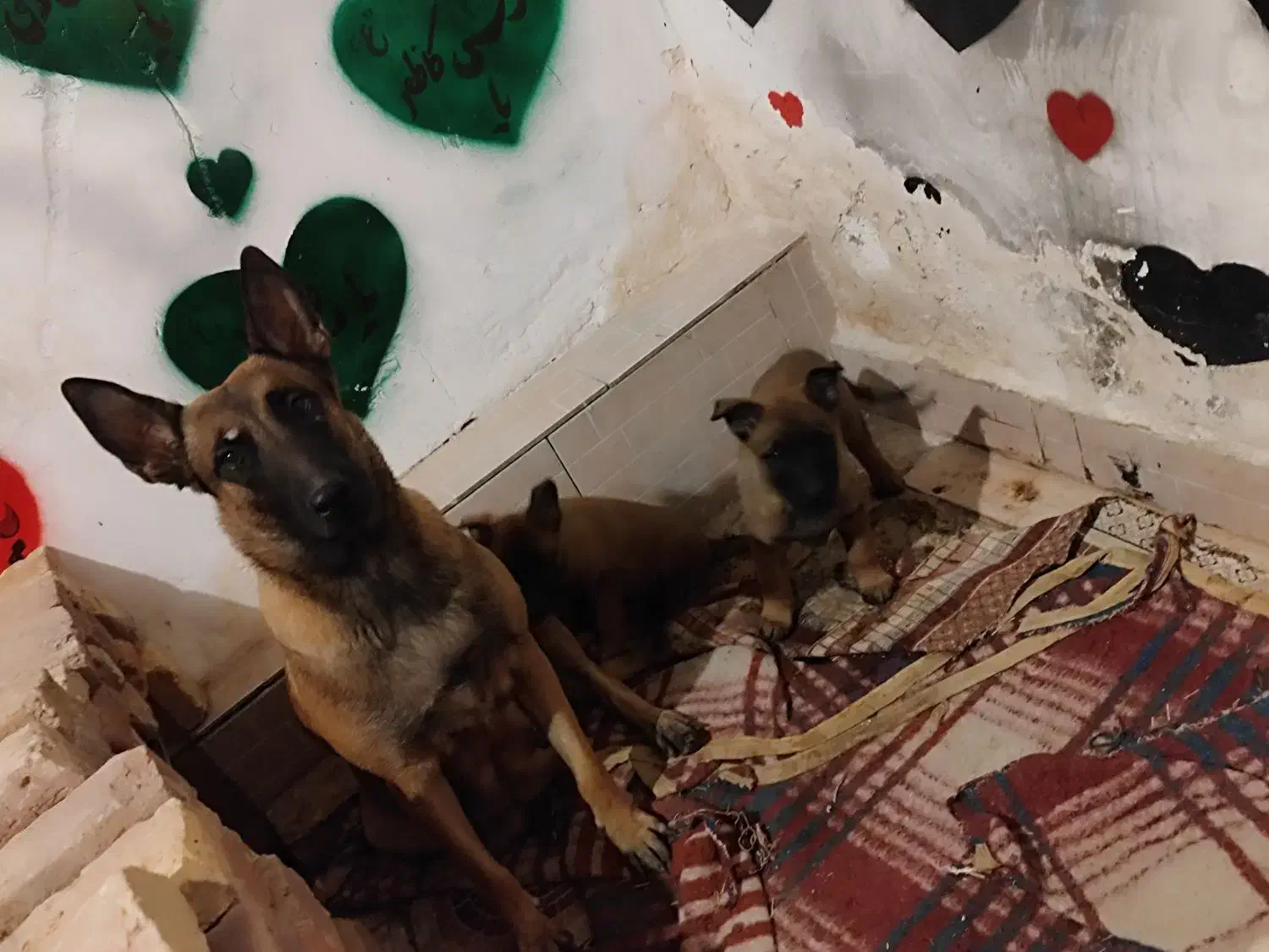 دوعددتوله مالینیوز|سگ|کرمان, |دیوار